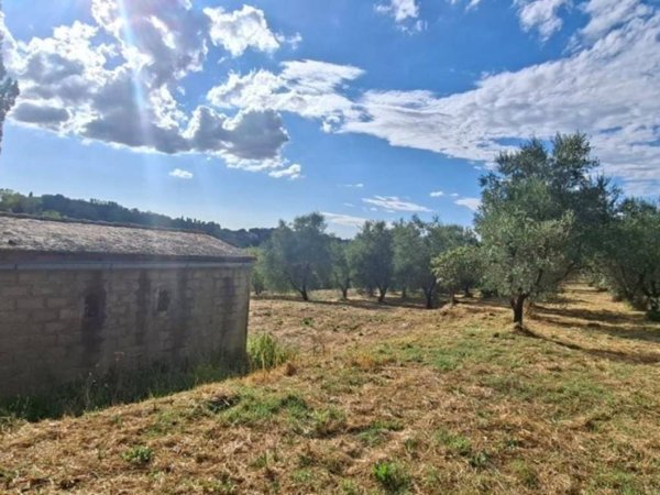 terreno agricolo in vendita a Capannoli