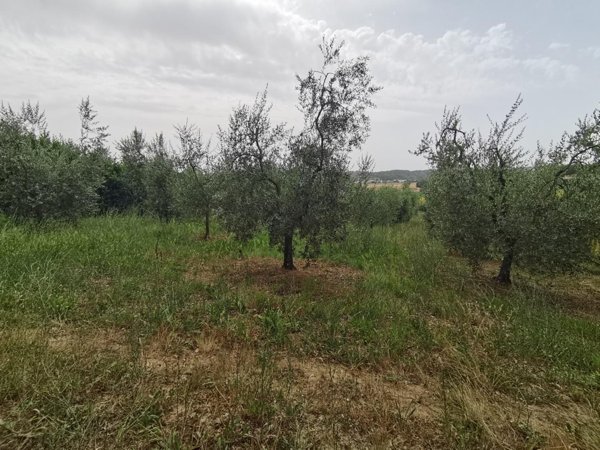terreno agricolo in vendita a Capannoli