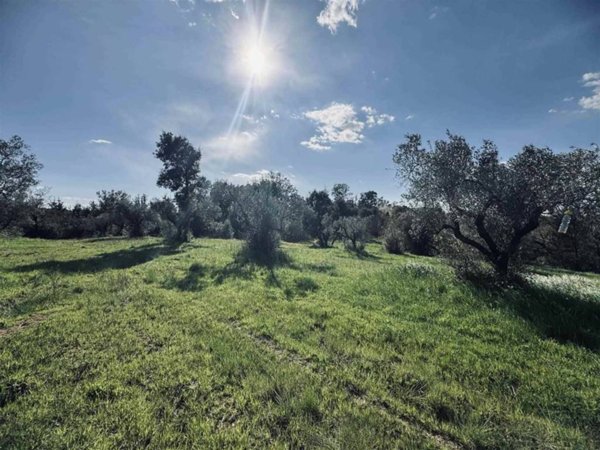 terreno agricolo in vendita a Casale Marittimo