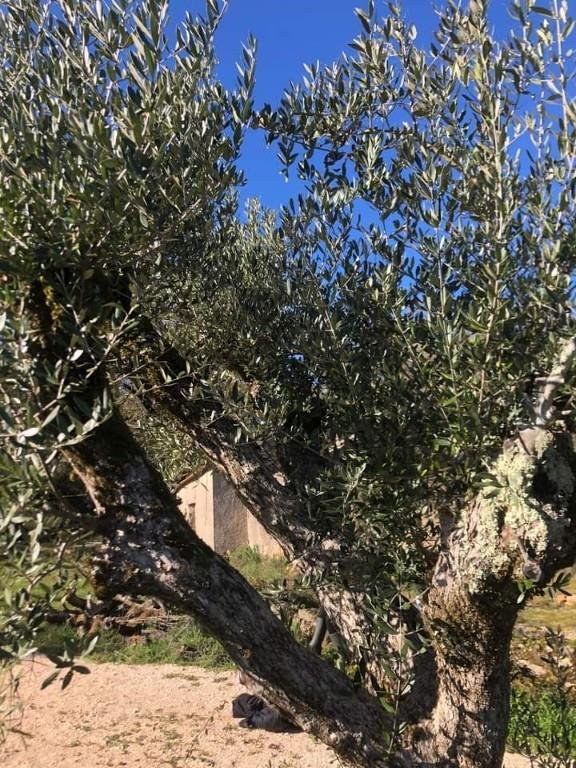 terreno agricolo in vendita a Casale Marittimo