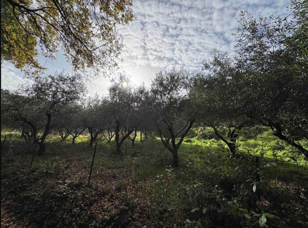 terreno agricolo in vendita a Casale Marittimo