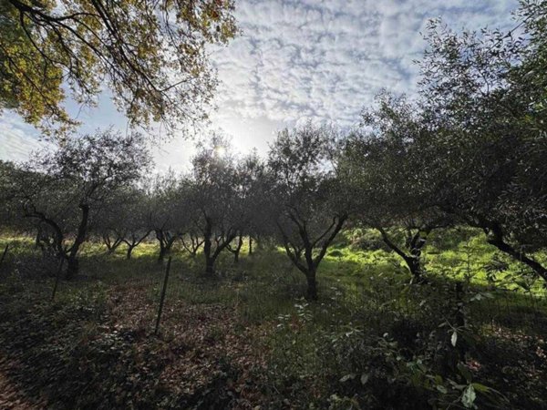 terreno agricolo in vendita a Casale Marittimo