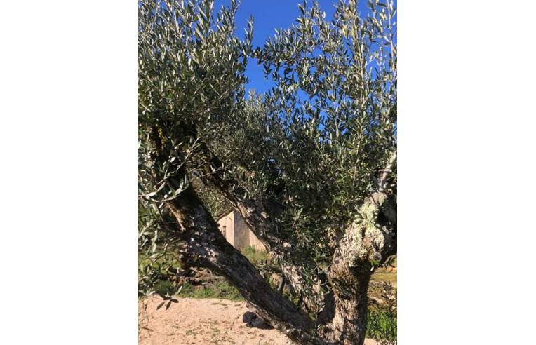 terreno in vendita a Casale Marittimo