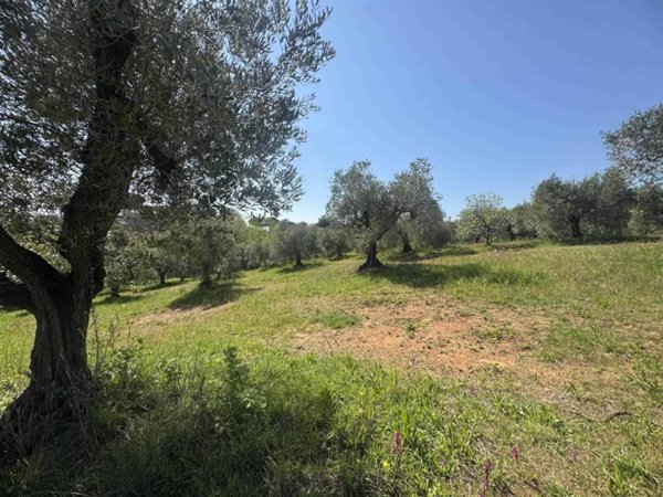 terreno in vendita a Casale Marittimo