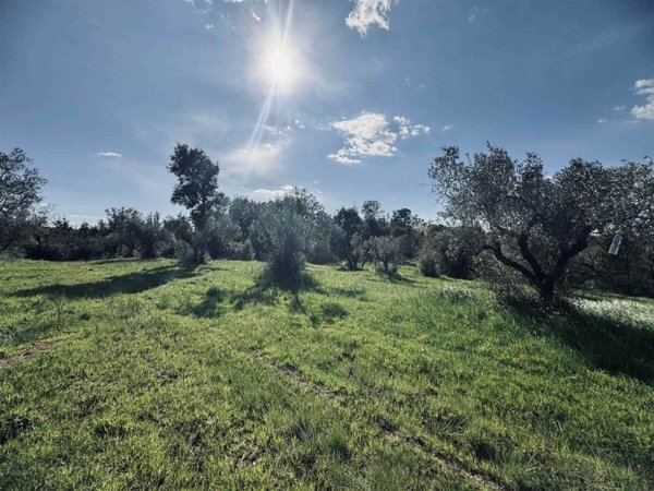 terreno in vendita a Casale Marittimo