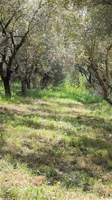 casale in vendita a Cascina
