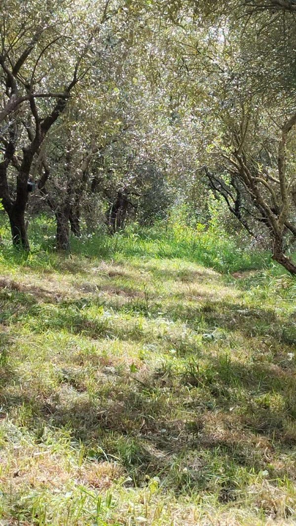 casale in vendita a Cascina