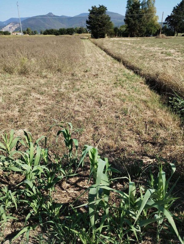 casale in vendita a Cascina in zona Latignano