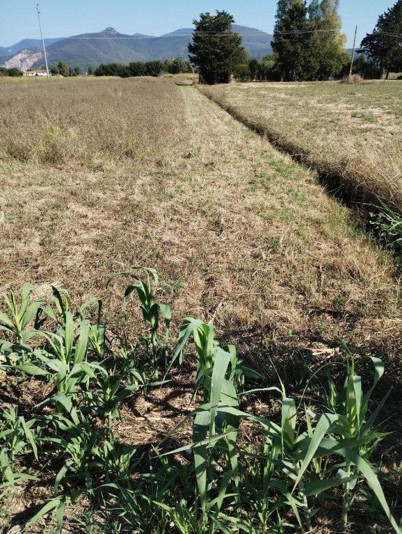 casale in vendita a Cascina in zona Latignano