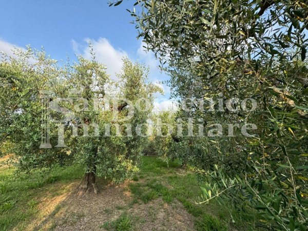terreno agricolo in vendita a Cascina in zona Ripoli