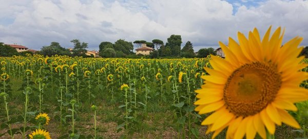 casale in vendita a Cascina in zona Marciana