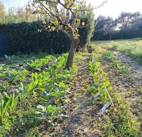 casa indipendente in vendita a Cascina in zona Navacchio