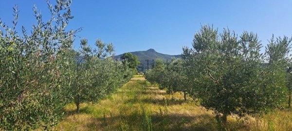 casale in vendita a Cascina