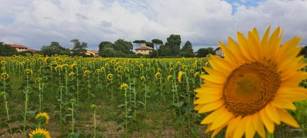 casale in vendita a Cascina in zona Marciana