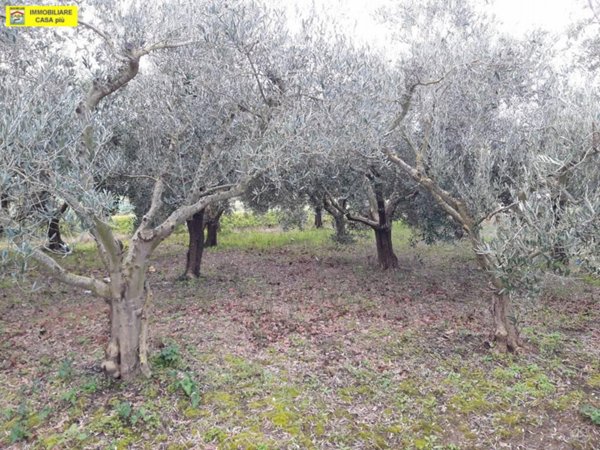 casale in vendita a Cascina
