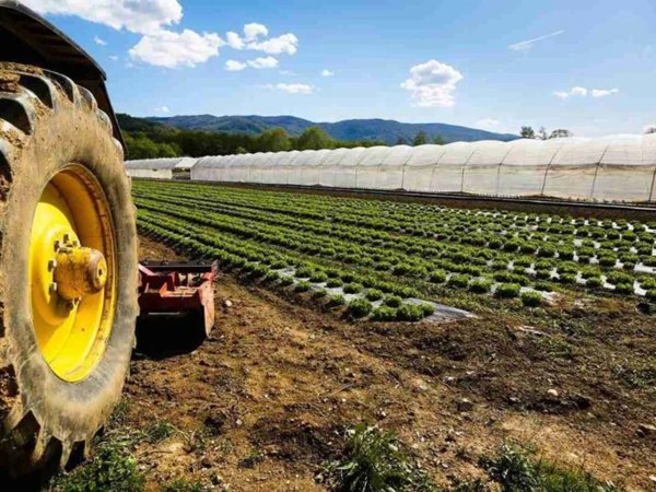 casale in vendita a Cascina in zona Latignano