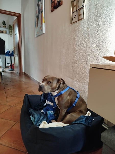 casa indipendente in vendita a Cascina