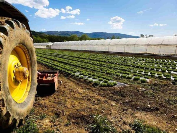 casale in vendita a Cascina