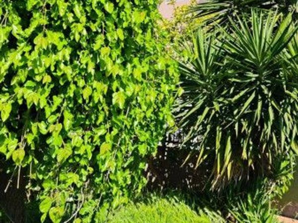 casa indipendente in vendita a Cascina