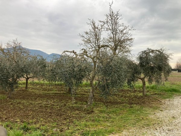 casale in vendita a Cascina in zona San Lorenzo alle Corti