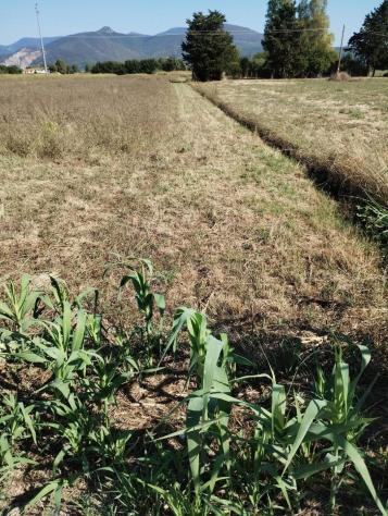 terreno agricolo in vendita a Cascina in zona Latignano