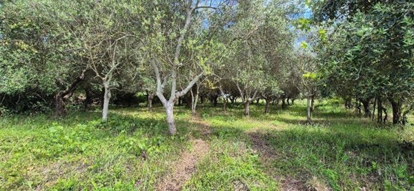 casale in vendita a Cascina in zona Visignano
