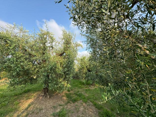 terreno agricolo in vendita a Cascina in zona Ripoli