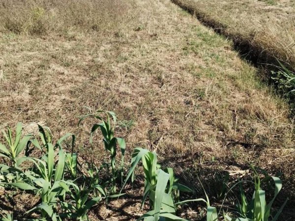 terreno agricolo in vendita a Cascina in zona Latignano