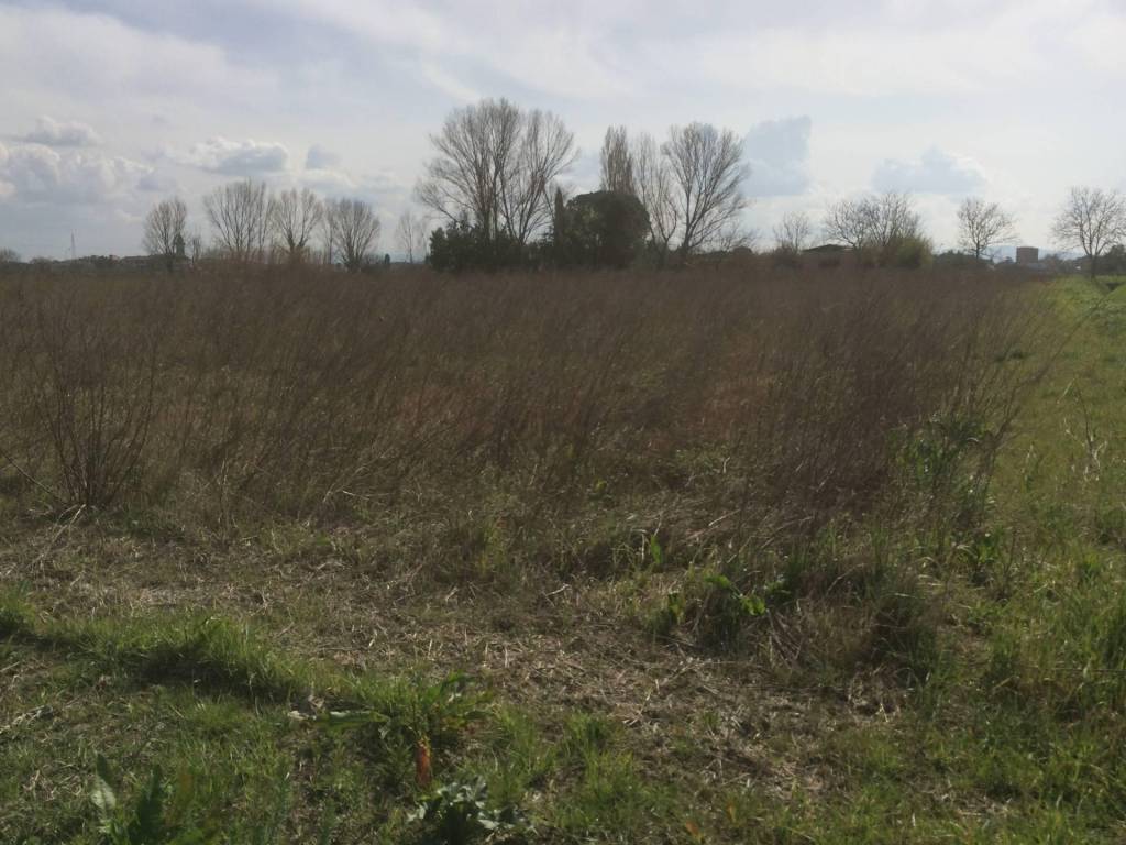 terreno agricolo in vendita a Cascina in zona San Lorenzo alle Corti