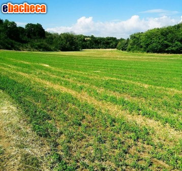 terreno agricolo in vendita a Castelfranco di Sotto