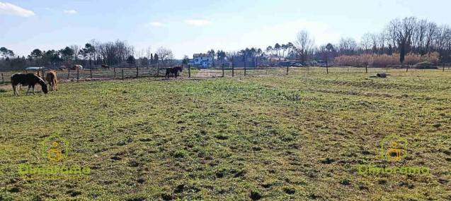 terreno agricolo in vendita a Castelfranco di Sotto