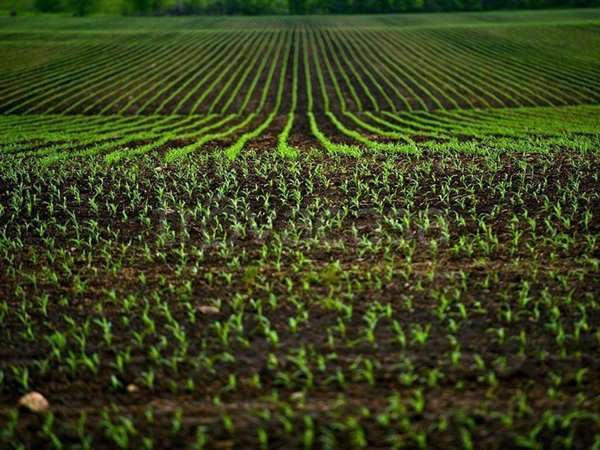 terreno agricolo in vendita a Castelfranco di Sotto in zona Orentano