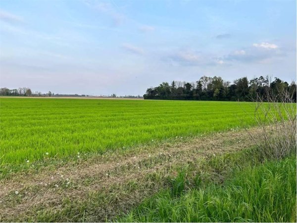 terreno agricolo in vendita a Castelfranco di Sotto