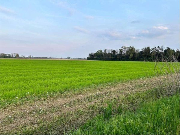 terreno agricolo in vendita a Castelfranco di Sotto