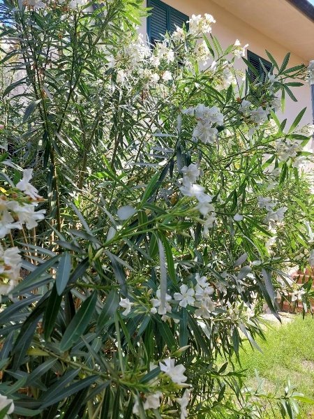 appartamento in vendita a Castelfranco di Sotto