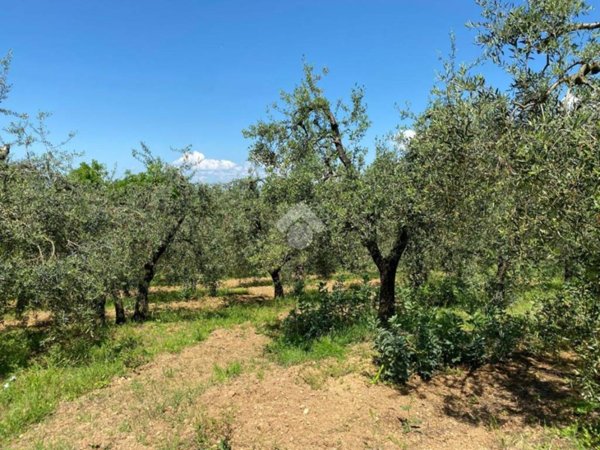terreno agricolo in vendita a Castelfranco di Sotto in zona Orentano