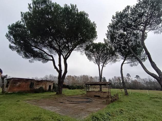 azienda agricola in vendita a Castelfranco di Sotto in zona Villa Campanile