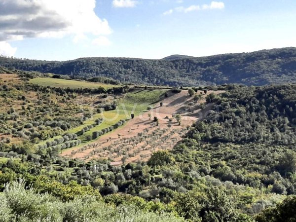 terreno agricolo in vendita a Castellina Marittima