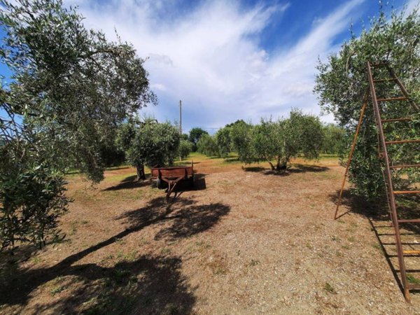 terreno agricolo in vendita a Castellina Marittima