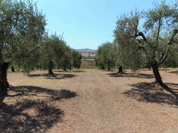 terreno agricolo in vendita a Castellina Marittima
