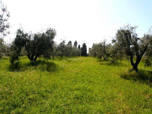 terreno agricolo in vendita a Castellina Marittima