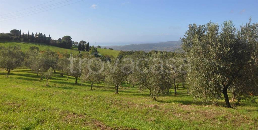 terreno agricolo in vendita a Castellina Marittima