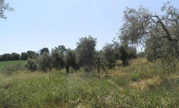 terreno agricolo in vendita a Castellina Marittima
