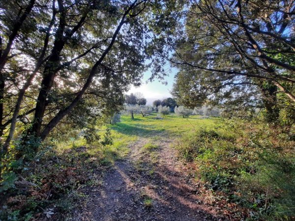 terreno agricolo in vendita a Castellina Marittima