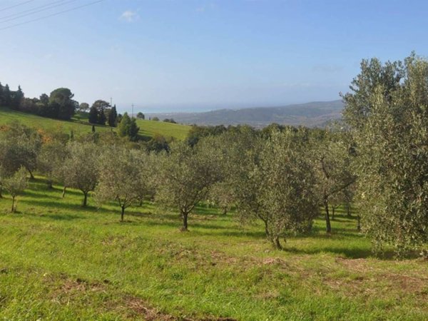 terreno agricolo in vendita a Castellina Marittima