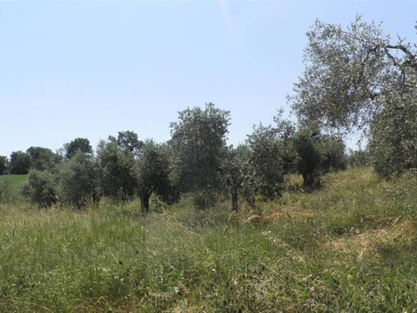 terreno agricolo in vendita a Castellina Marittima