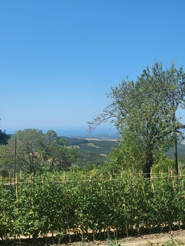 casa indipendente in vendita a Castellina Marittima