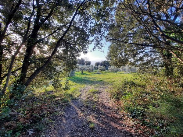 terreno agricolo in vendita a Castellina Marittima