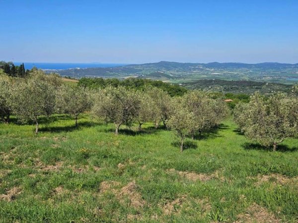 terreno agricolo in vendita a Castellina Marittima