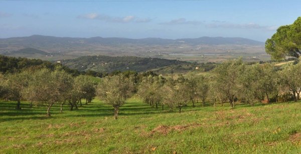 terreno agricolo in vendita a Castellina Marittima